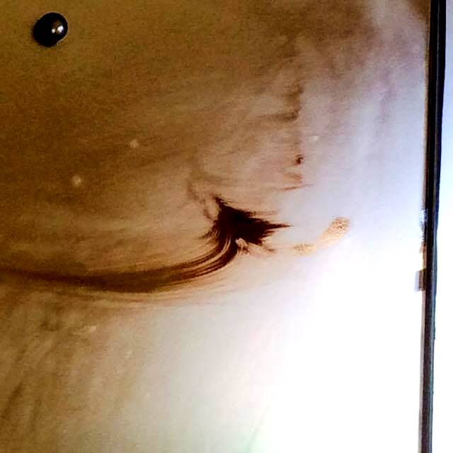 A single feather found on the shower door