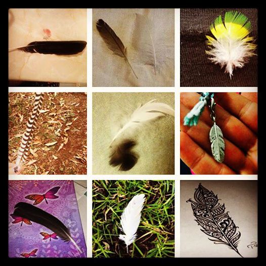 A tribute to the feathers you have found and posted