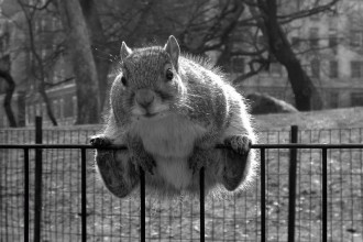 Sitting on the Fence