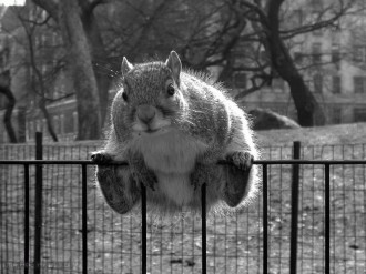 Sitting on the Fence